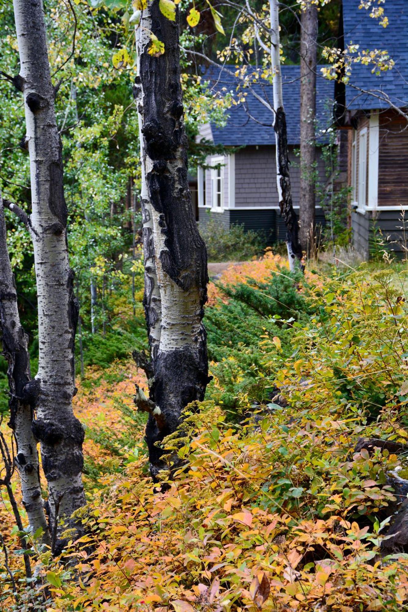 Johnston Canyon Lodge & Bungalows Castle Junction Buitenkant foto